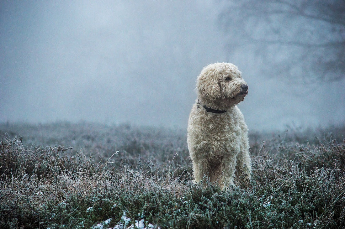 Warum hat mein Hund Blähungen – Was hilft?