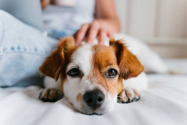 Nierenprobleme beim Hund - Niereninsuffizienz