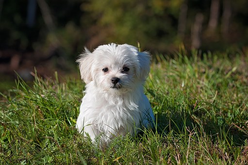 Verdauung beim Hund - Wie Du sie unterstützen kannst