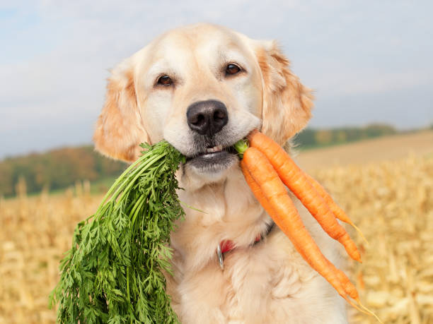 Dürfen Hunde Karotten essen ?