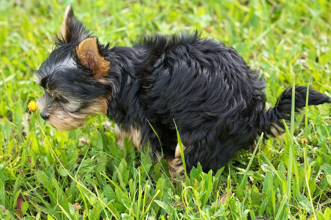 Durchfall beim Hund - Was hilft wirklich