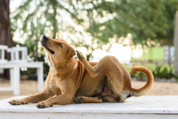 Allergie beim Hund - Was sind die Urachen