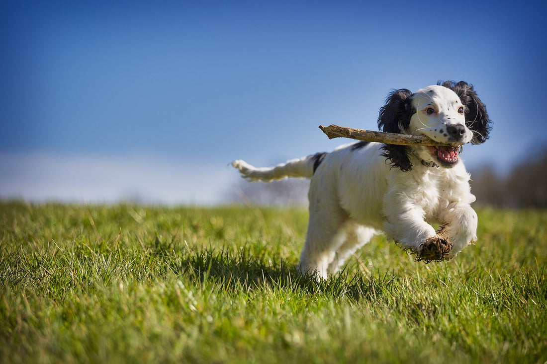 Immunsystem beim Hund stärken