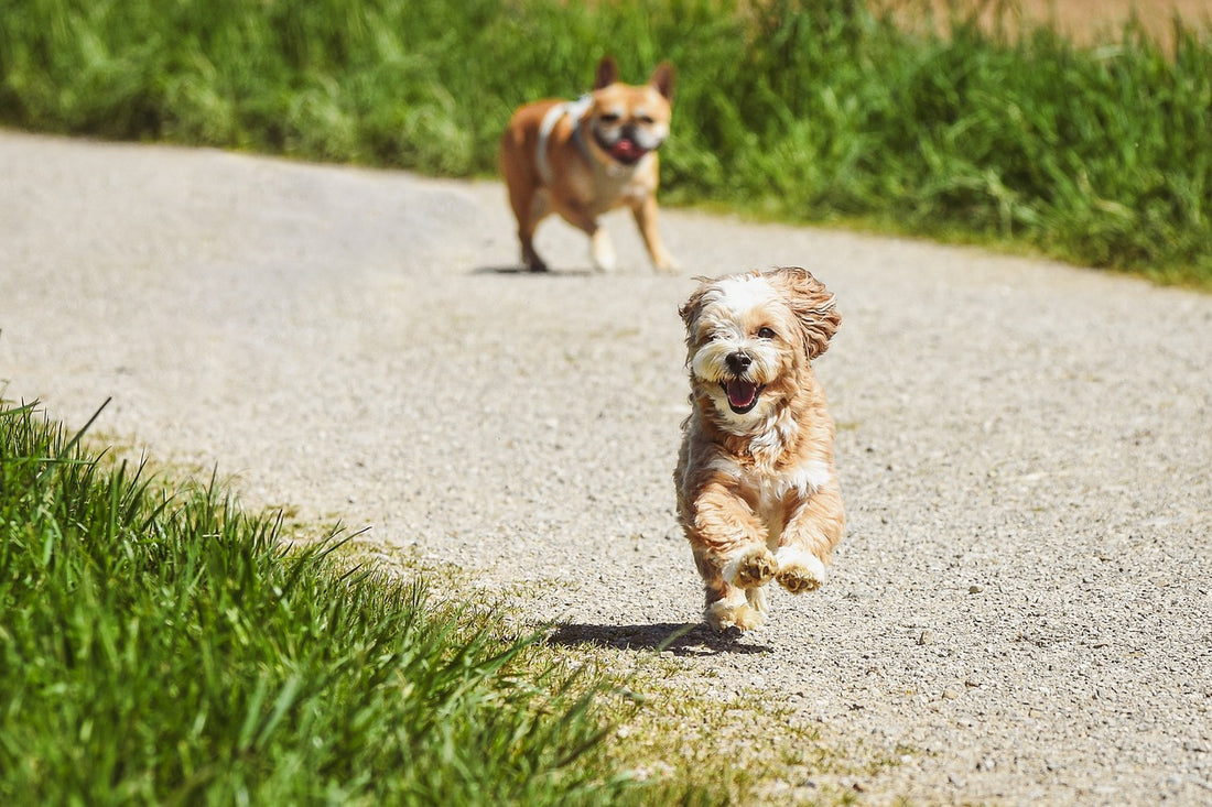 Welche Nährstoffe benötigt mein Hund?